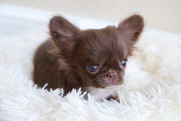 Mini chihuahua dog on a soft bed, dog age 4 months