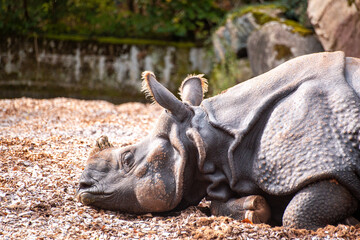 Rhino in zoo enclosure with rugged skin and powerful presence