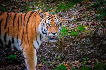 Fototapeta premium Tiger in zoo enclosure displaying powerful stance and striking stripes