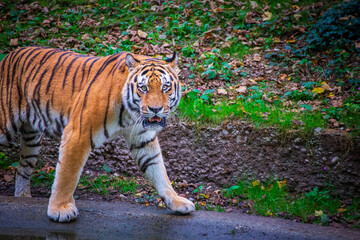 Tiger in zoo enclosure displaying powerful stance and striking stripes