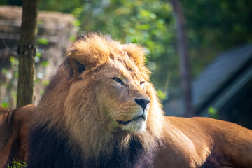 Lion in zoo enclosure with majestic mane and watchful gaze
