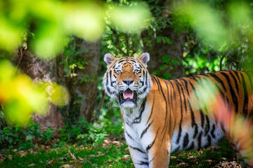 Tiger in zoo enclosure displaying powerful stance and striking stripes