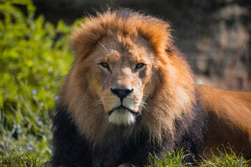 Lion in zoo enclosure with majestic mane and watchful gaze