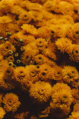 Flores Amarillas