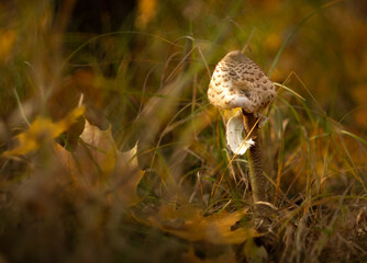 Pojedyncza nierozwinięta Kania (grzyb jadalny) na jesiennej łące w słoneczny dzień