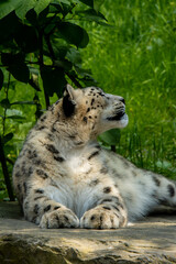 Close up of snow leopard with baby resting on a rock