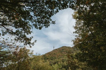 trees and sky