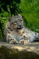 Naklejka premium Close up of snow leopard with baby resting on a rock