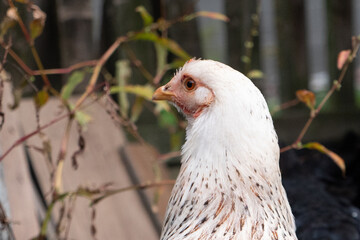 Chickens on a rural farm. Agriculture. Poultry breeding. Breeding chickens.