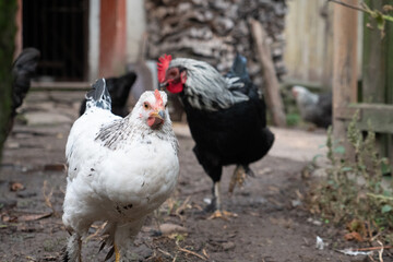 Chickens on a rural farm. Agriculture. Poultry breeding. Breeding chickens.