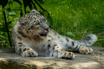 Naklejka premium Close up of snow leopard with baby resting on a rock