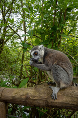 close up on the head of a lemur