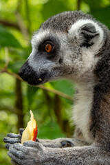 close up on the head of a lemur