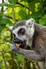 close up on the head of a lemur