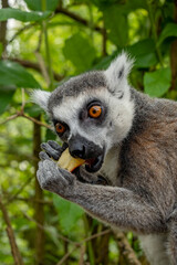 close up on the head of a lemur © ADalgePhotography