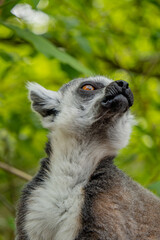close up on the head of a lemur