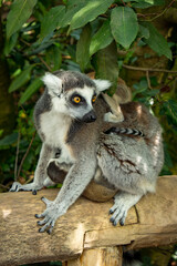 close up on the head of a lemur