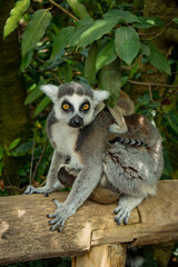 close up on the head of a lemur © ADalgePhotography