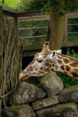 Close-up on the head of a giraffe. African giraffe