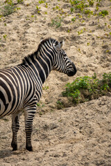 closeup of a striped wild african zebra face walking alone in the forest. footage of african zebra face closeup standing in kenya
