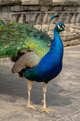 Obraz premium Elegant male peacock with fanned train to attract female, courtship display
