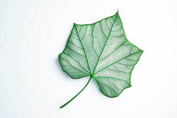 Fototapeta premium Single green leaf with visible veins placed against a white background. The image emphasizes natural beauty, freshness, and simplicity, perfect for eco-friendly concepts.