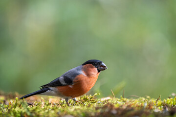 Orange bird Bullfinches (Pyrrhula) , resting on mossy ground in autumn