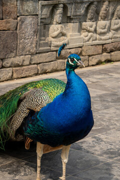 Elegant male peacock with fanned train to attract female, courtship display