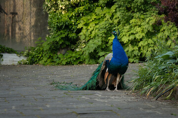 Elegant male peacock with fanned train to attract female, courtship display