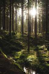 The bright sun is shining beautifully through the trees in the forest