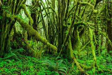 Trees overgrown with epiphytic plants Tillandsia in a humid forest in Olympic National Park