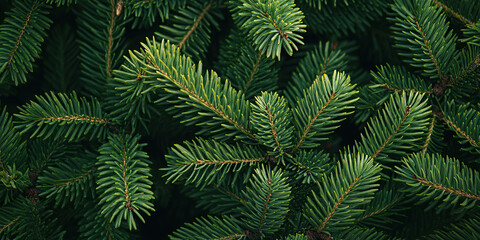 Close-Up of Lush Green Pine Branches