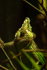 Panther Chameleon, furcifer pardalis, Adult standing on Branch, Madagascar, Slow motion 4K