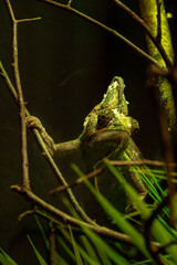 Panther Chameleon, furcifer pardalis, Adult standing on Branch, Madagascar, Slow motion 4K