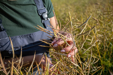 Harvesting Seed Pods in the Expansive Golden Fields Under Bright Sunlight and Blue Skies