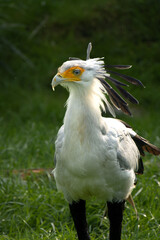 Portrait of a Sagittarius messenger bird, also known as a serpent, close-up profile