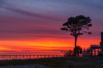 Sunset on the coast of Florida, a large tree grows on the shore, USA