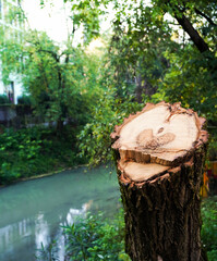 A cut trunk of a tree shows a naturally engraved heart at the center of the lodge. There is a river in the background. Love and care for the environment conceptual image. Valentine's card. 