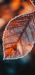 Close-up view of a frosted autumn leaf highlighting intricate ice patterns