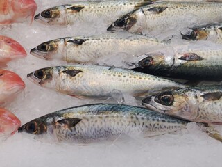 Vertical image of blue mackerel displayed on ice