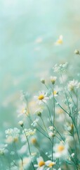 Close-up of white and yellow daisies with a soft-focus texture on a pale green background © Taras Vykhopen