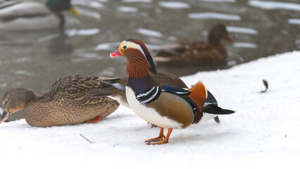 A bird with a red beak stands on a snowy surface. The bird is surrounded by other birds, some of which are also standing on the snow. The scene is peaceful and serene