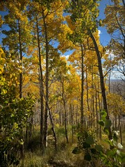 autumn forest in the autumn