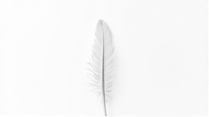 feather on white
