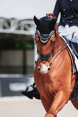Portrait of a horse during a performance at equestrian competitions. Rider landing and horse control