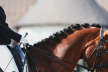 Portrait of a horse during a performance at equestrian competitions. Rider landing and horse control