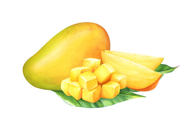 Realistic botanical illustration of watercolor mango fruit, slices and green leaves