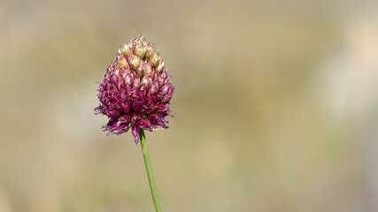 Round-headed Leek - Allium sphaerocephalon