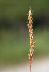 Obraz premium Dry grass