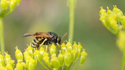 Orange-horned Scabious Sawfly female - Abia sericea